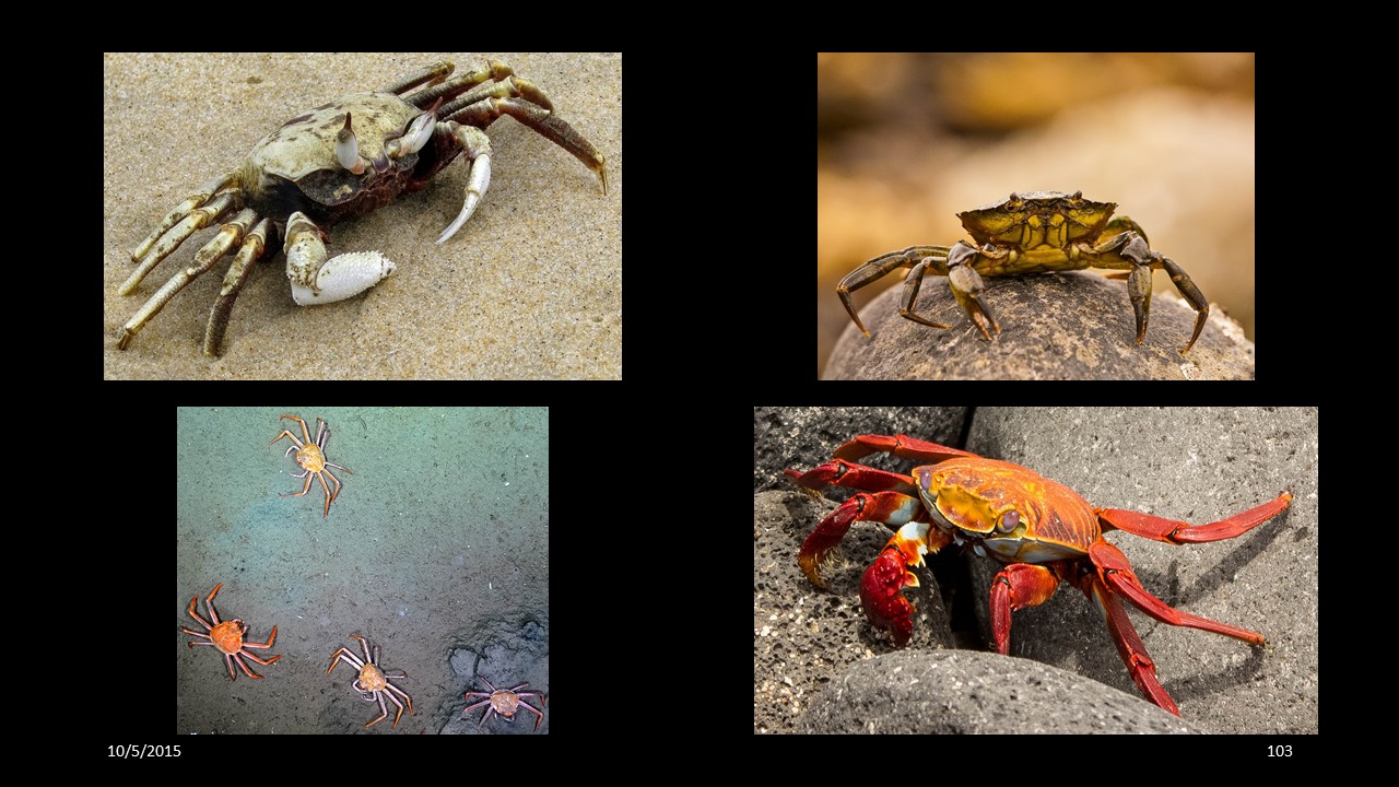 crab