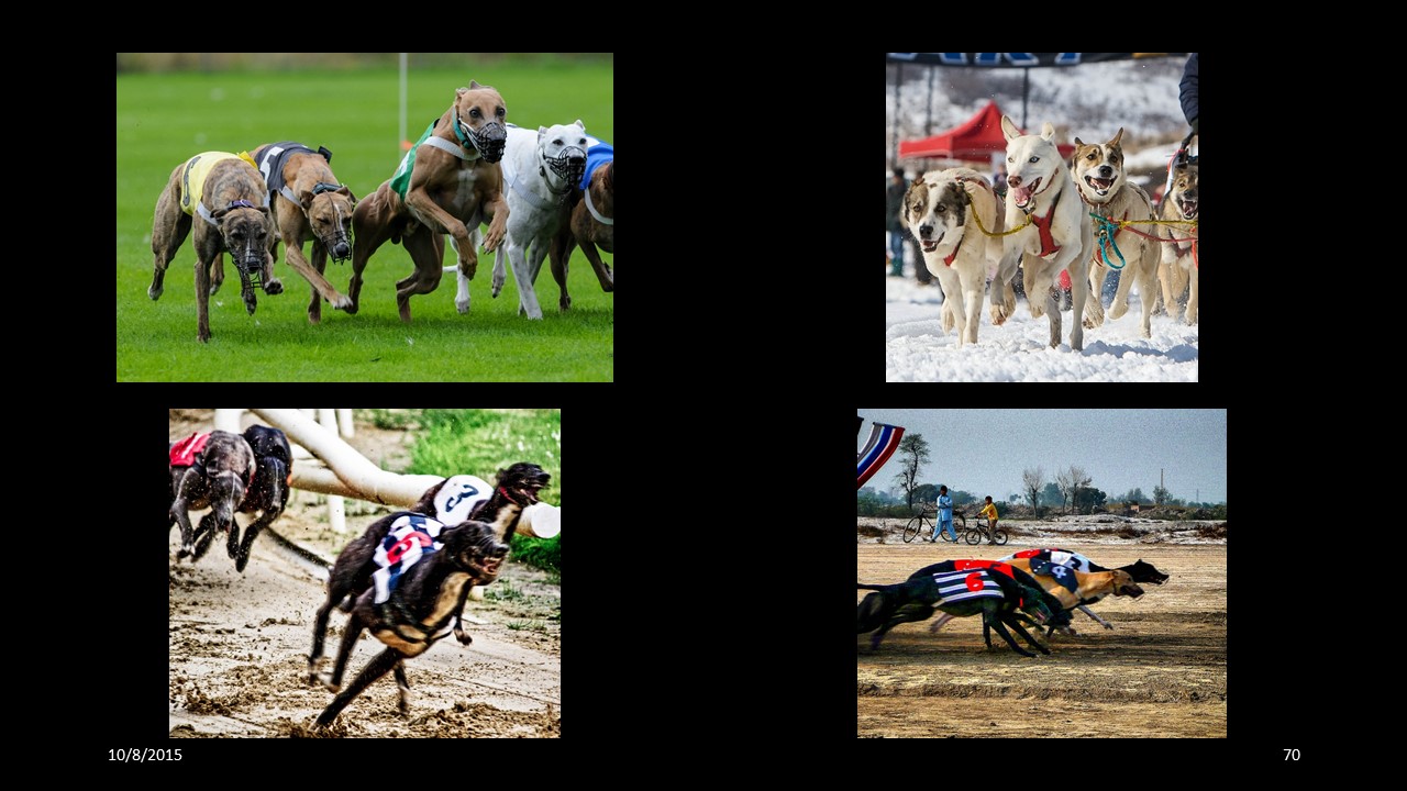 dog racing