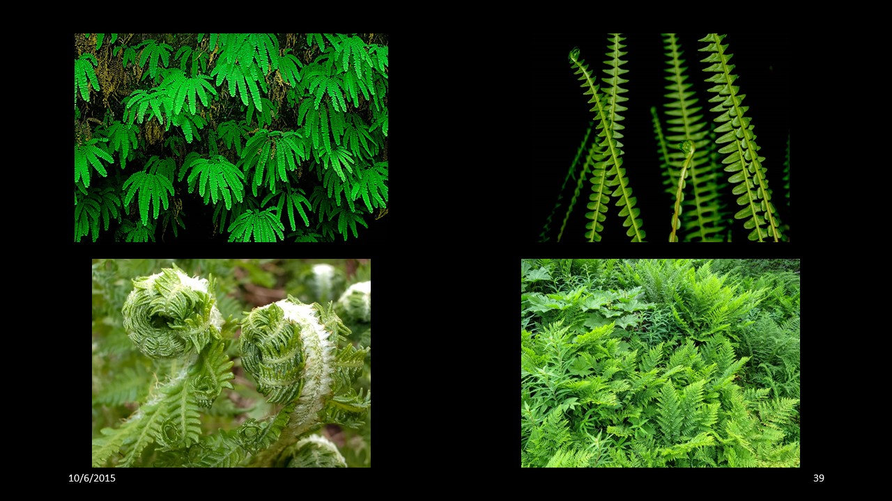 fern