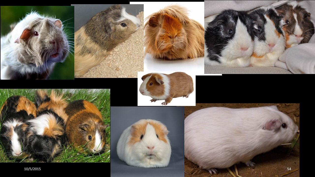 guinea pig