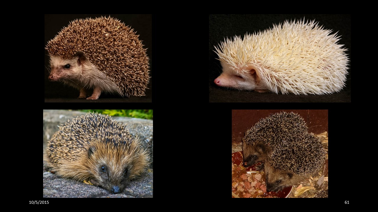 hedgehog