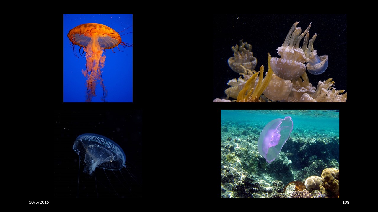 jellyfish