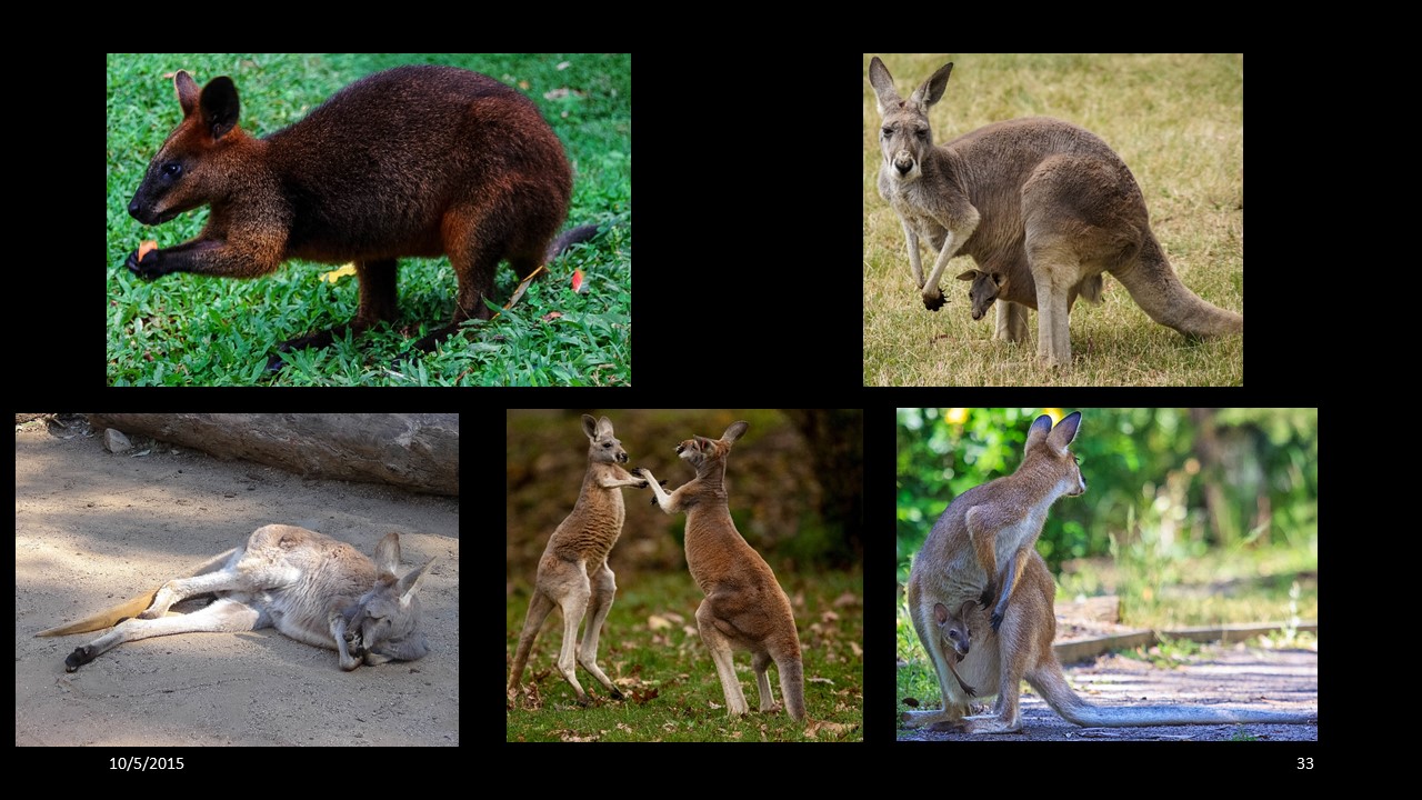 kangaroo