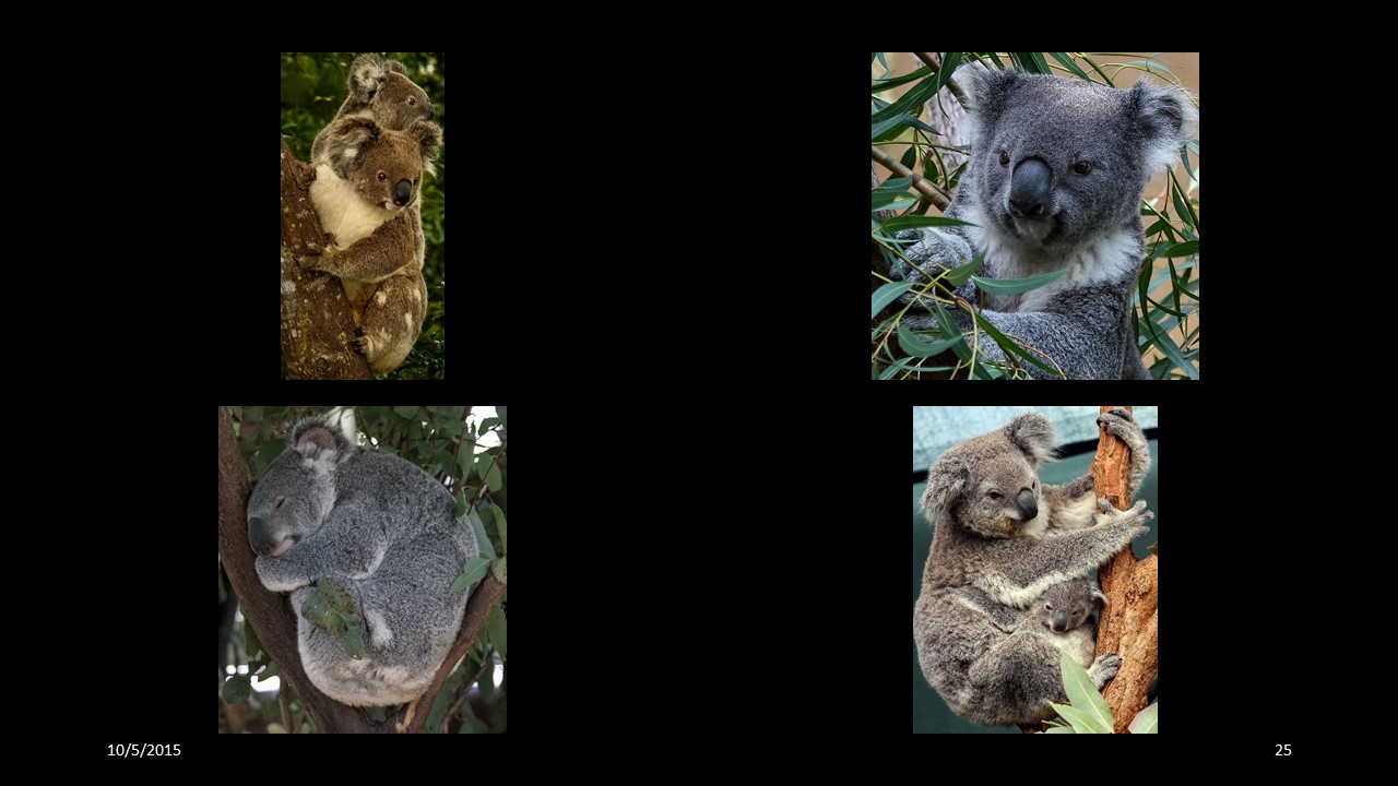 koala