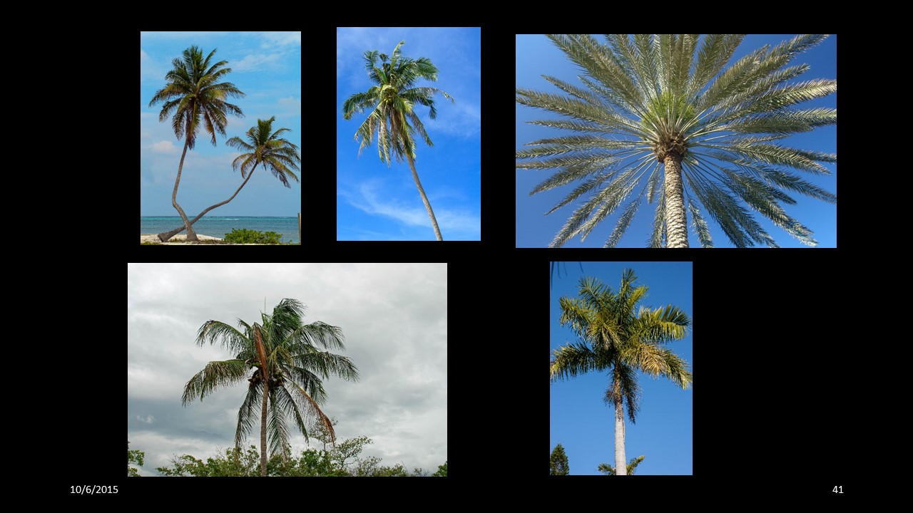 palm tree