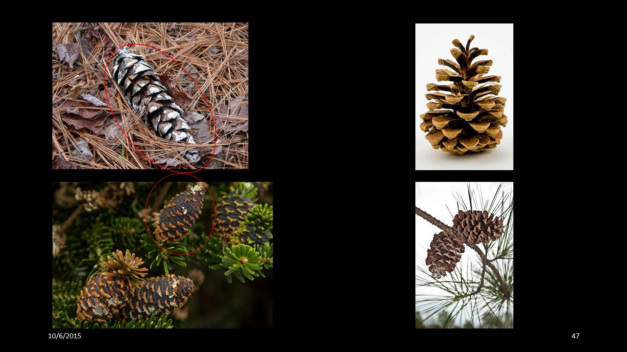 pinecone