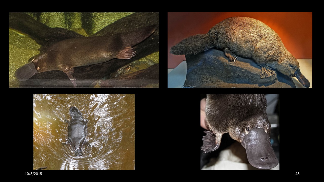 platypus
