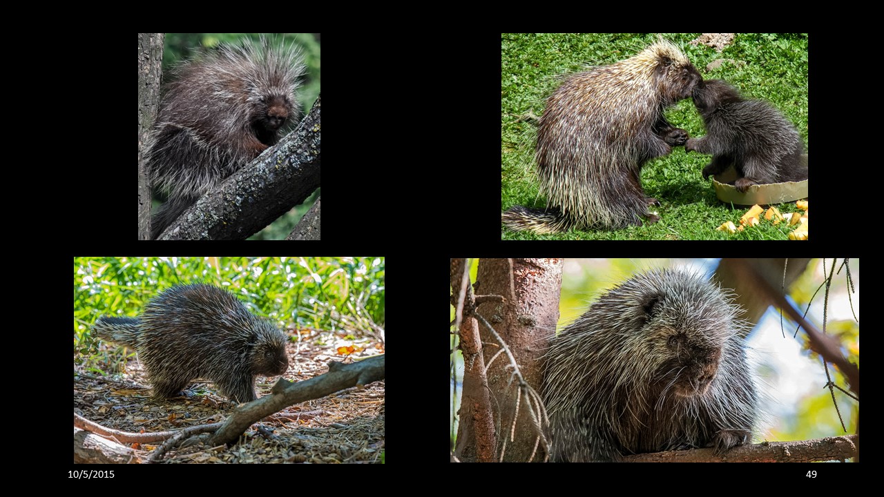 porcupine