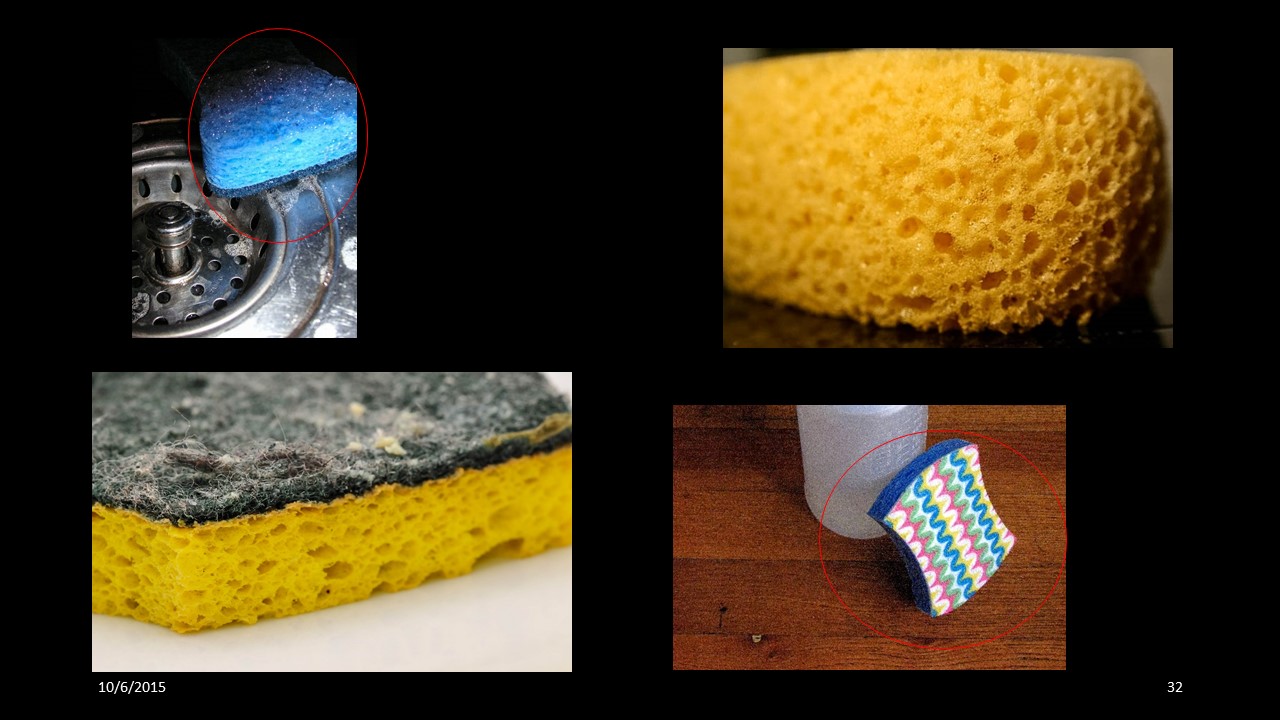 sponge