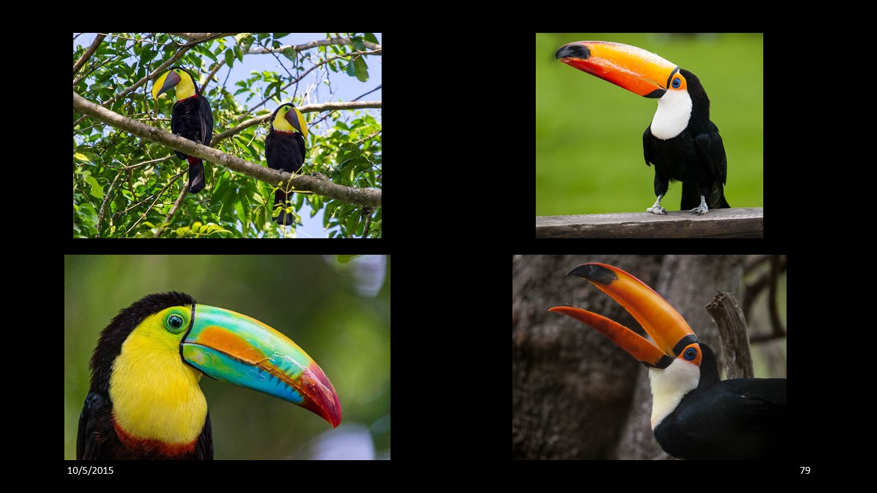 toucan